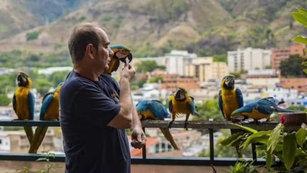 As araras continuam monitorando os céus de Caracas — Foto: GETTY IMAGES