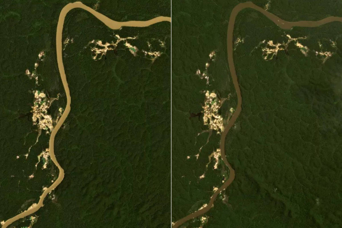 O rio Uraricoera em duas imagens, antes e depois do fim dos garimpos na região: cor mais clara.